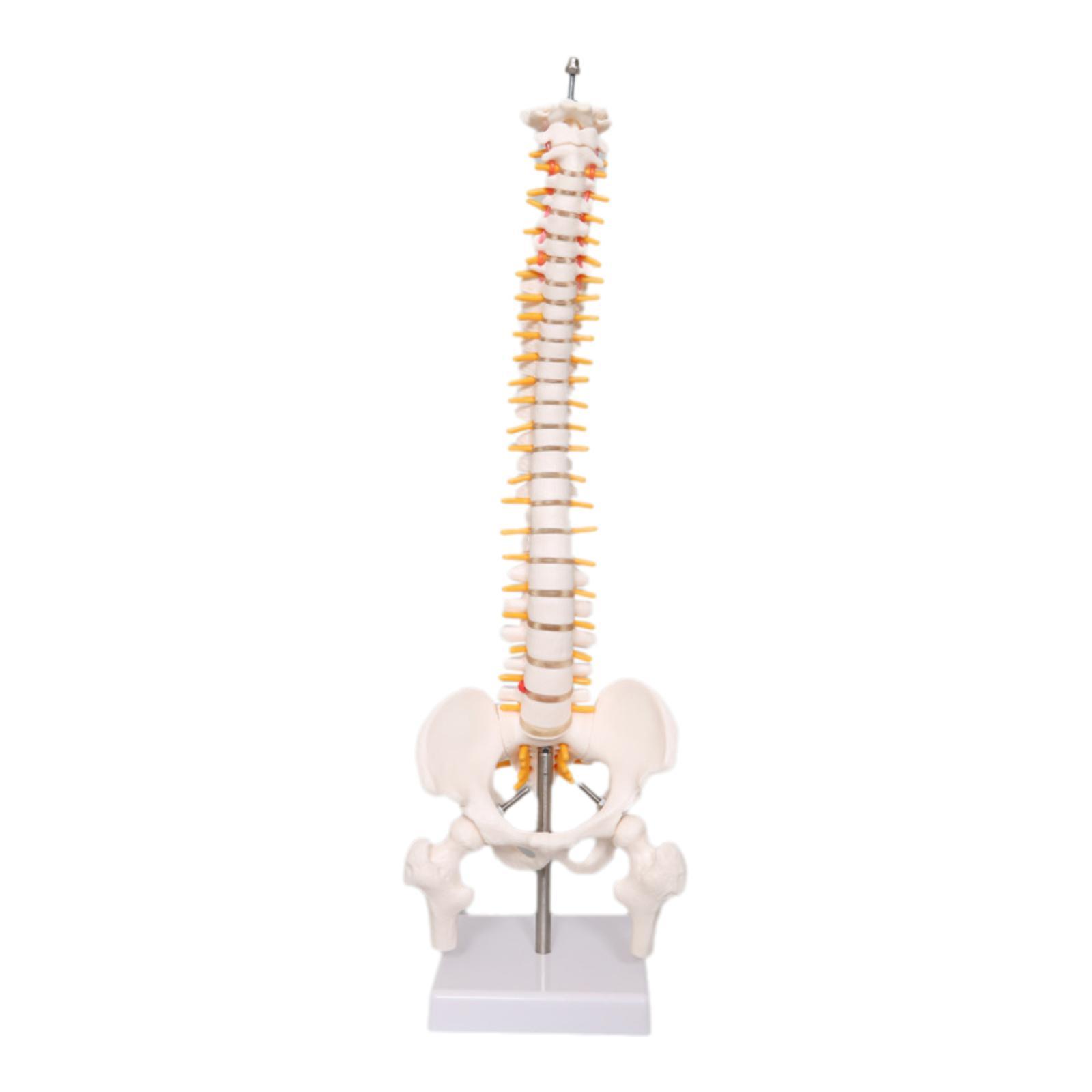 Medical Lab Study - Model kręgosłupa - narzędzie edukacyjne, pomoce