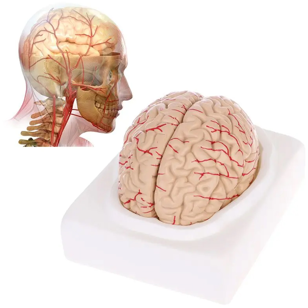 Medical Lab Study - Model anatomiczny mózgu naturalnej wielkości człowieka