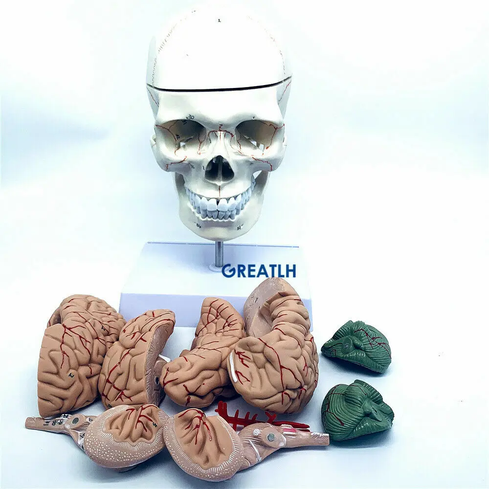 Medical Lab Study - GREATLH Model anatomiczny mózgu Model czaszki