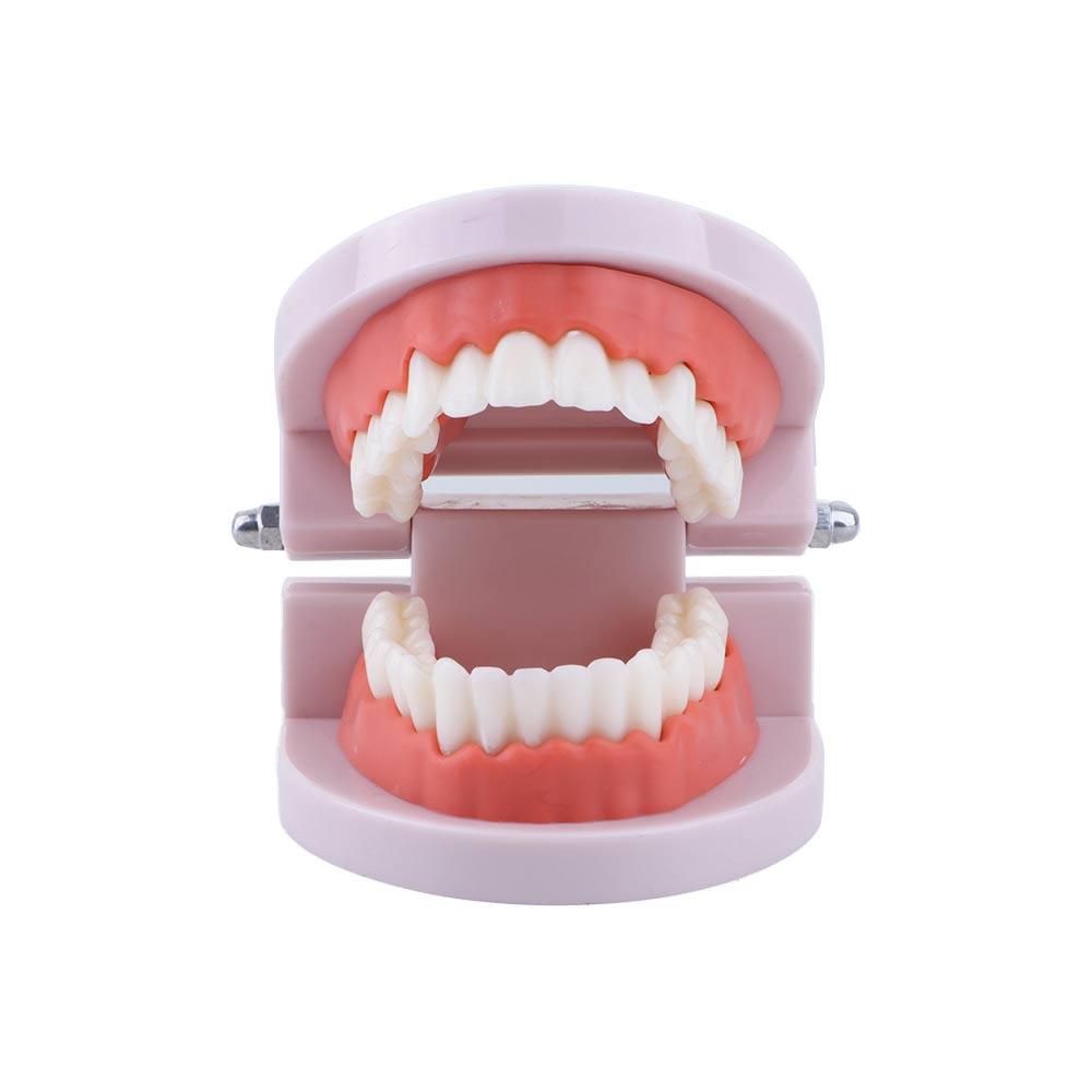 Model dentystyczny typodont do – Medical Lab Study recenzja i cena