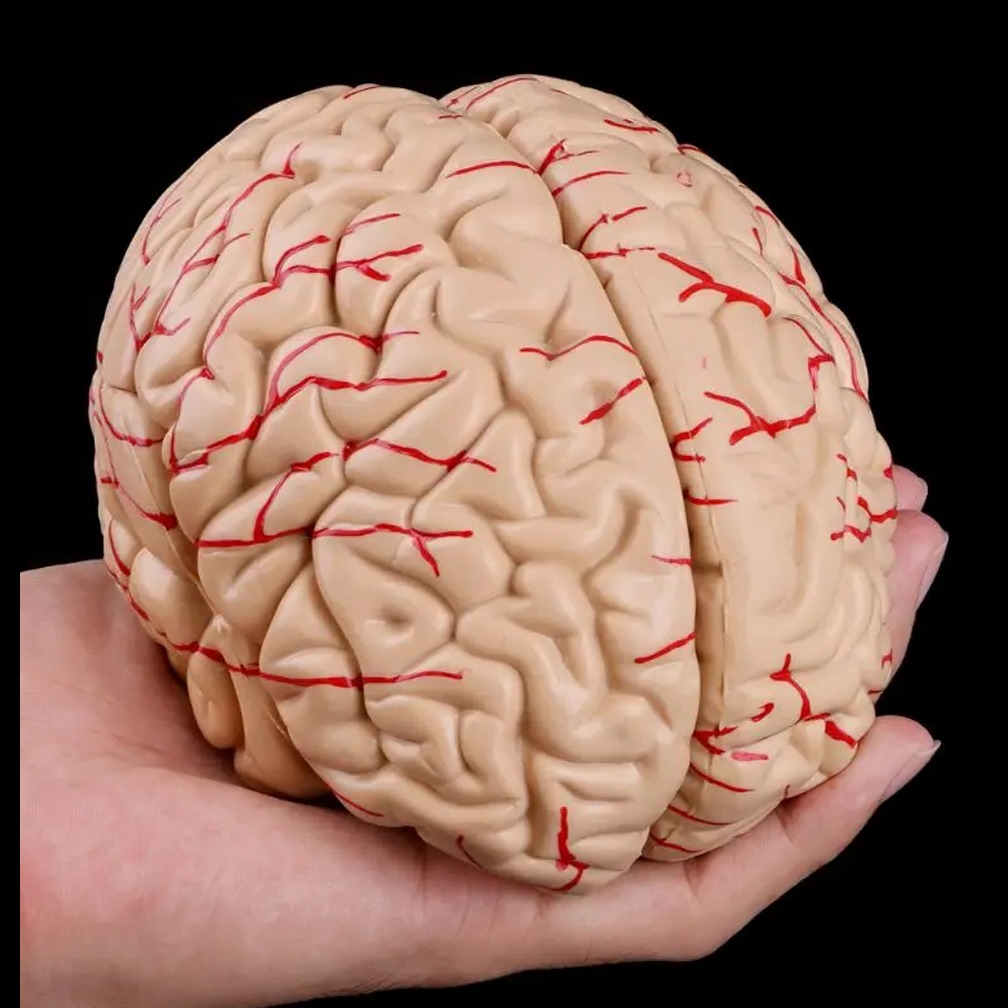 Model anatomiczny mózgu natura – Medical Lab Study recenzja i cena