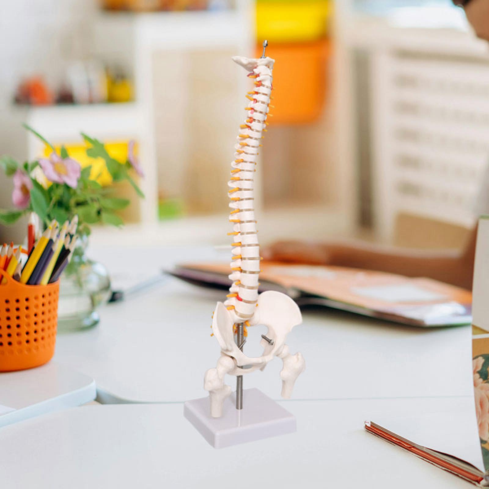 Model kręgosłupa ludzkiego 17, – Medical Lab Study recenzja i cena